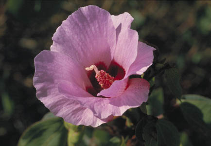 Desert Rose Flower. Sturt Desert Rose